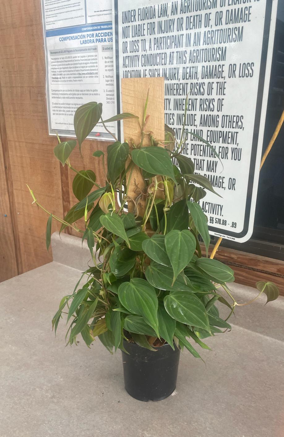 6'' Philodendron Mican Pole