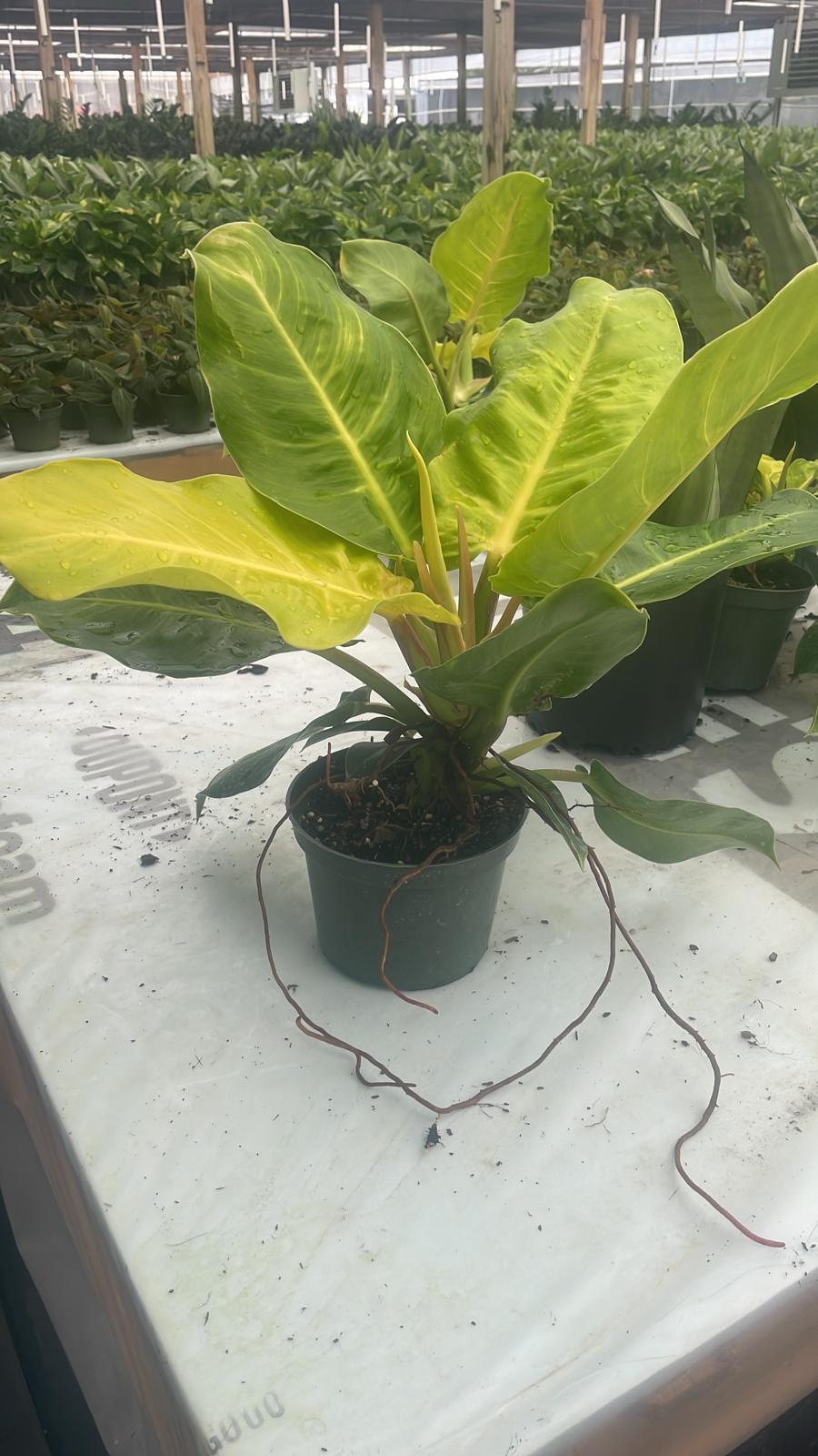 6'' Philodendron Moonlight