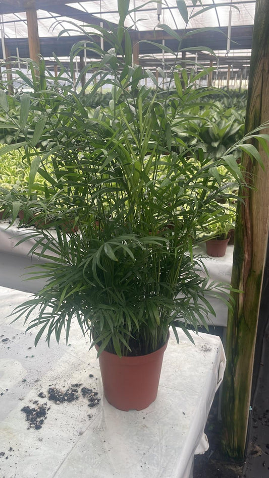 6'' Neanthe Bella Palm