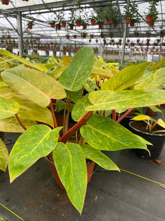 6'' Philodendron Painted Lady