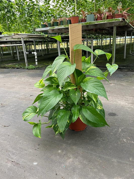 6'' Pothos Pole