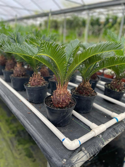 6'' Sago Palm