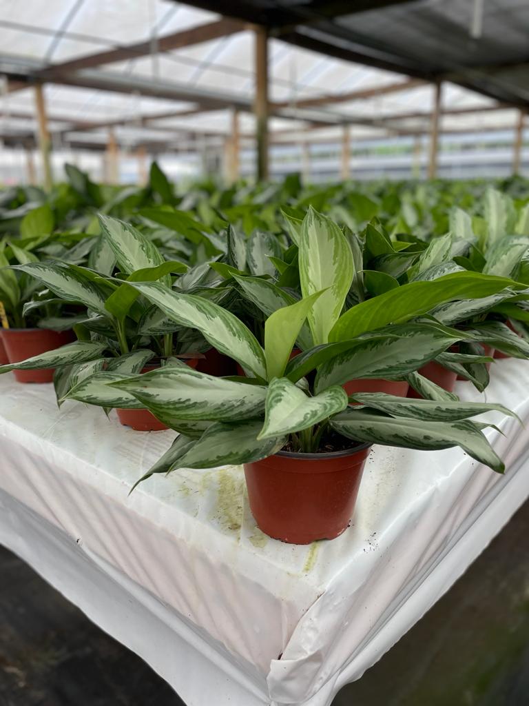 6'' Aglaonema Silver Bay