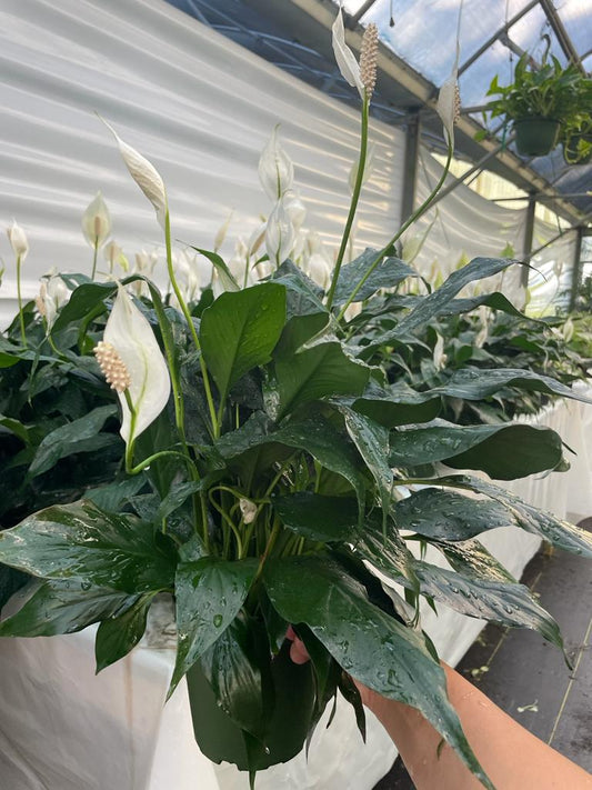 6'' Spathiphyllum ''Peace Lily''