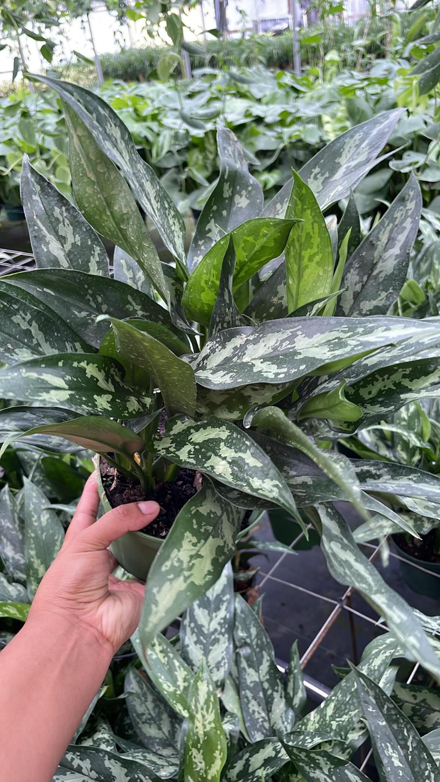 6" Aglaonema Maria