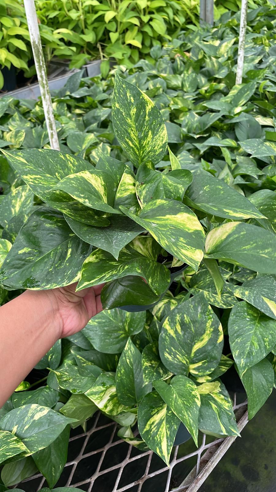 6" Pothos Golden