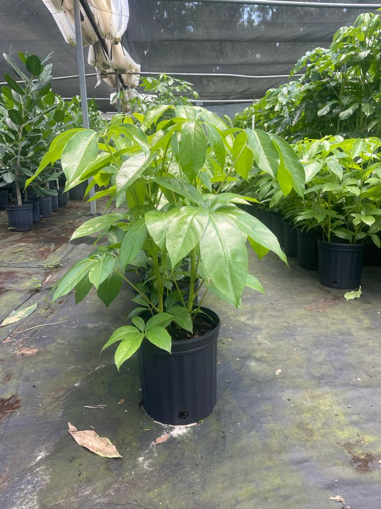 8'' Schefflera Amate