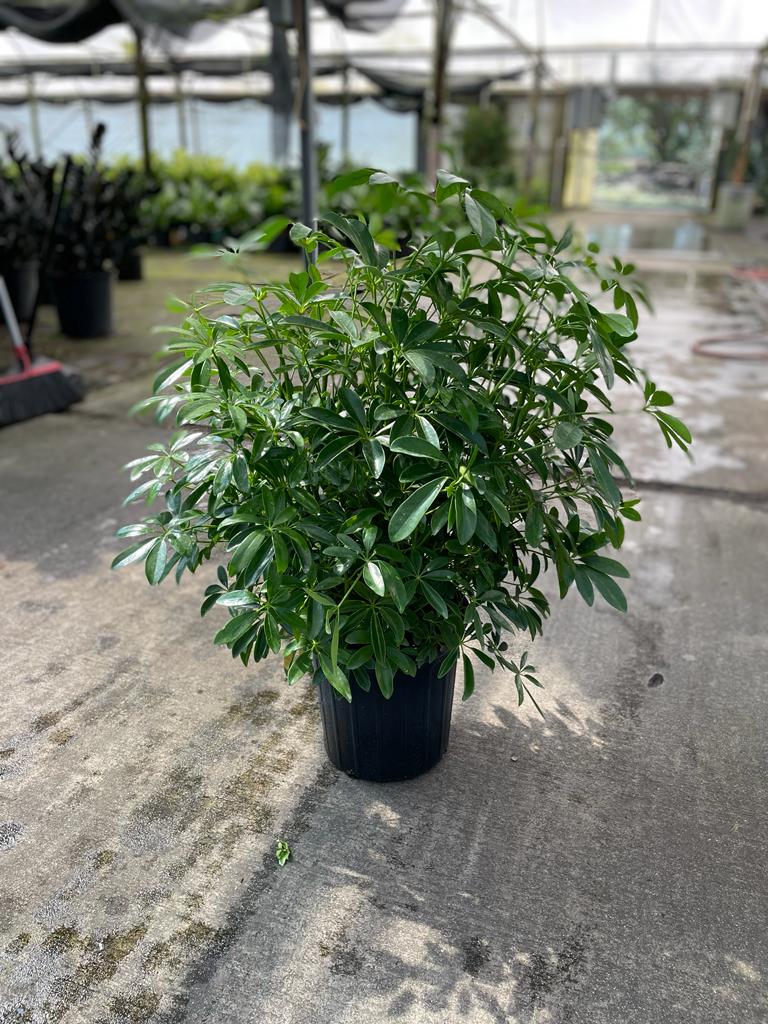 8'' Arboricola Green Bush – El Clair Foliage