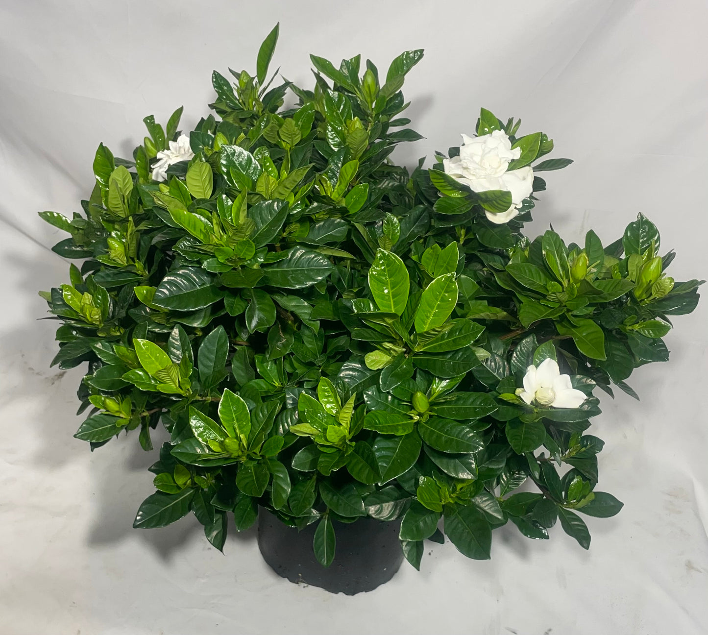 8'' Gardenia Bush