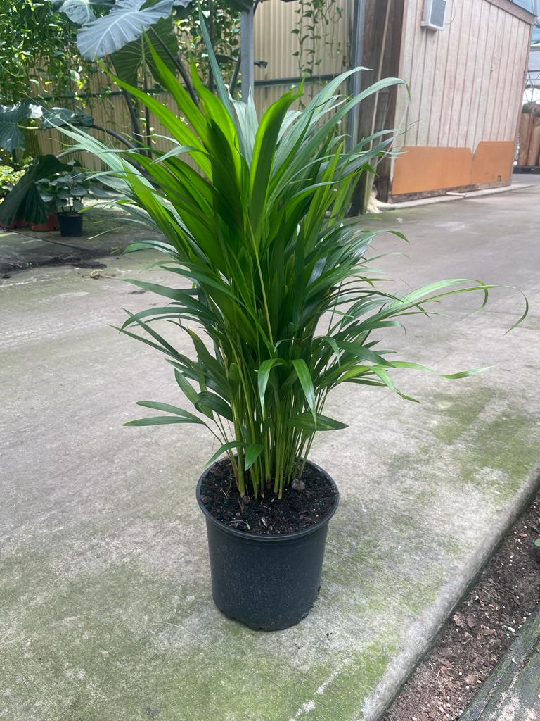 8'' Areca Palm