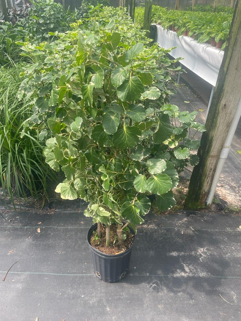 8'' Aralia Balfour Variegated