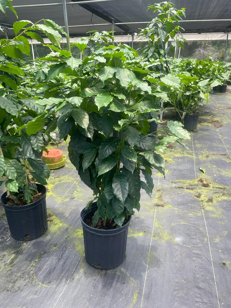 8'' Coffea Arabica