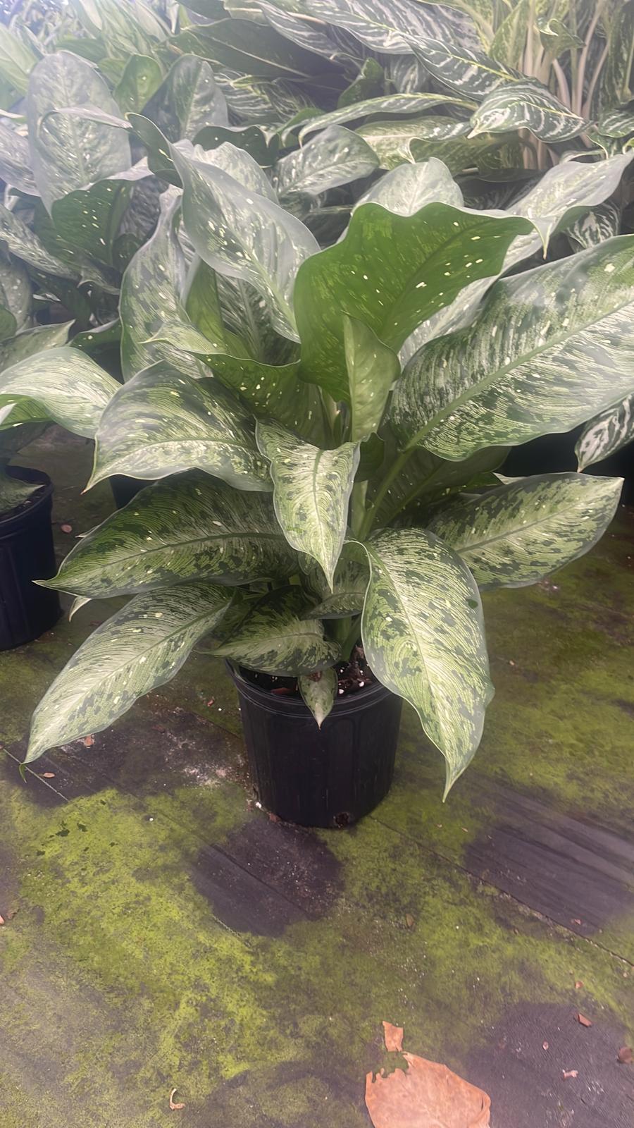 8'' Dieffenbachia Memoria Corsii