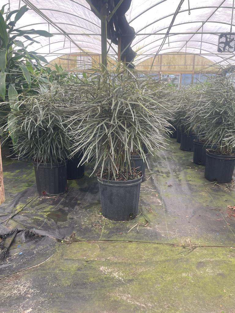 8'' False Aralia