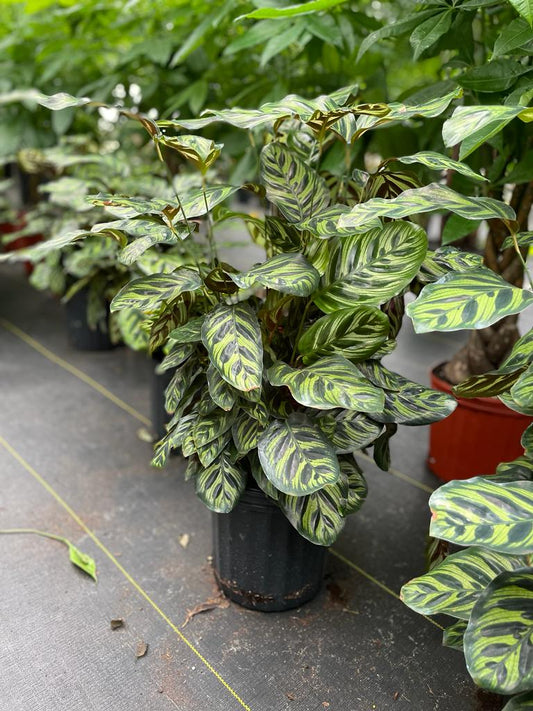 8'' Calathea Makayona