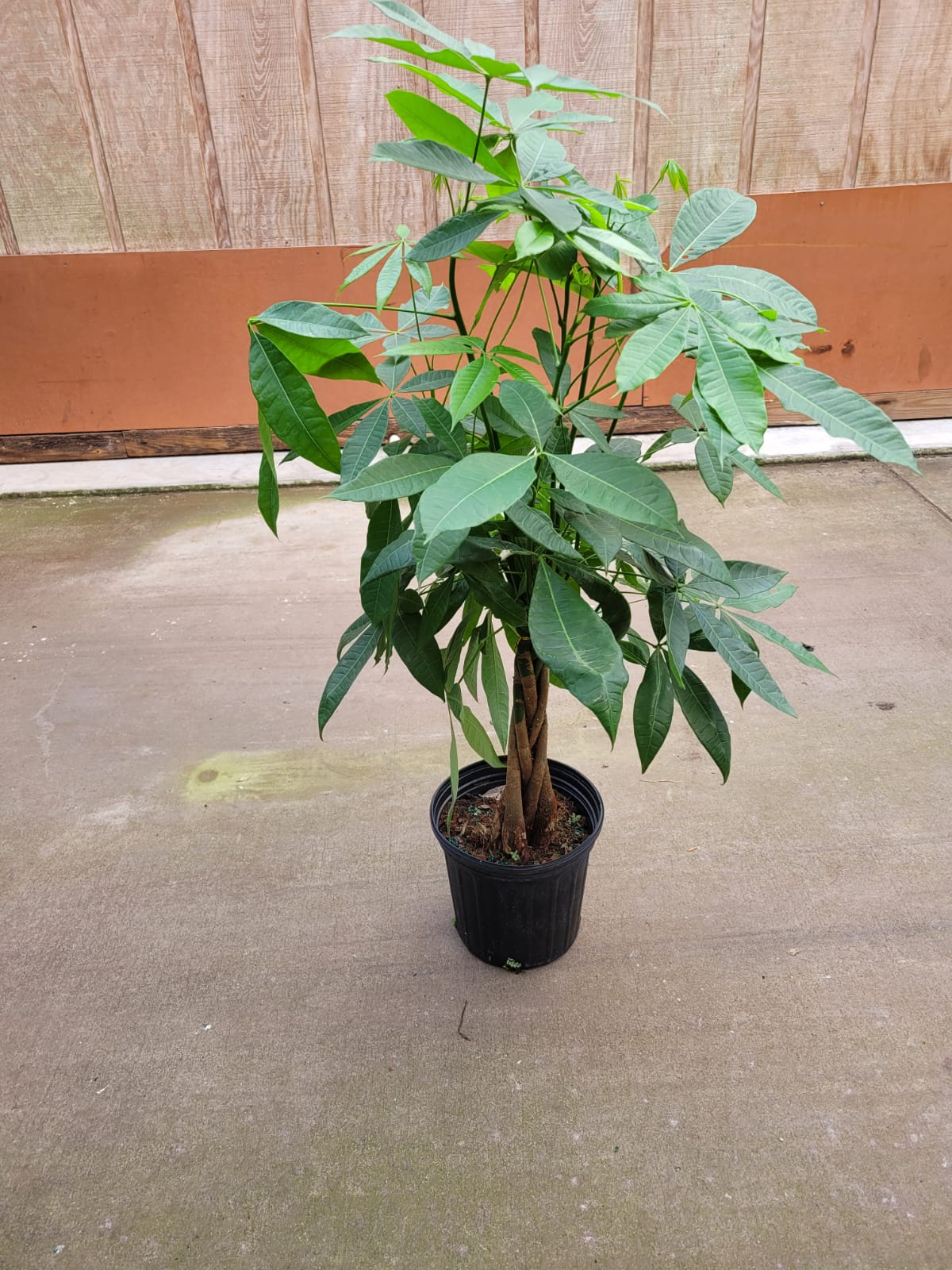 8'' Money Tree Briad