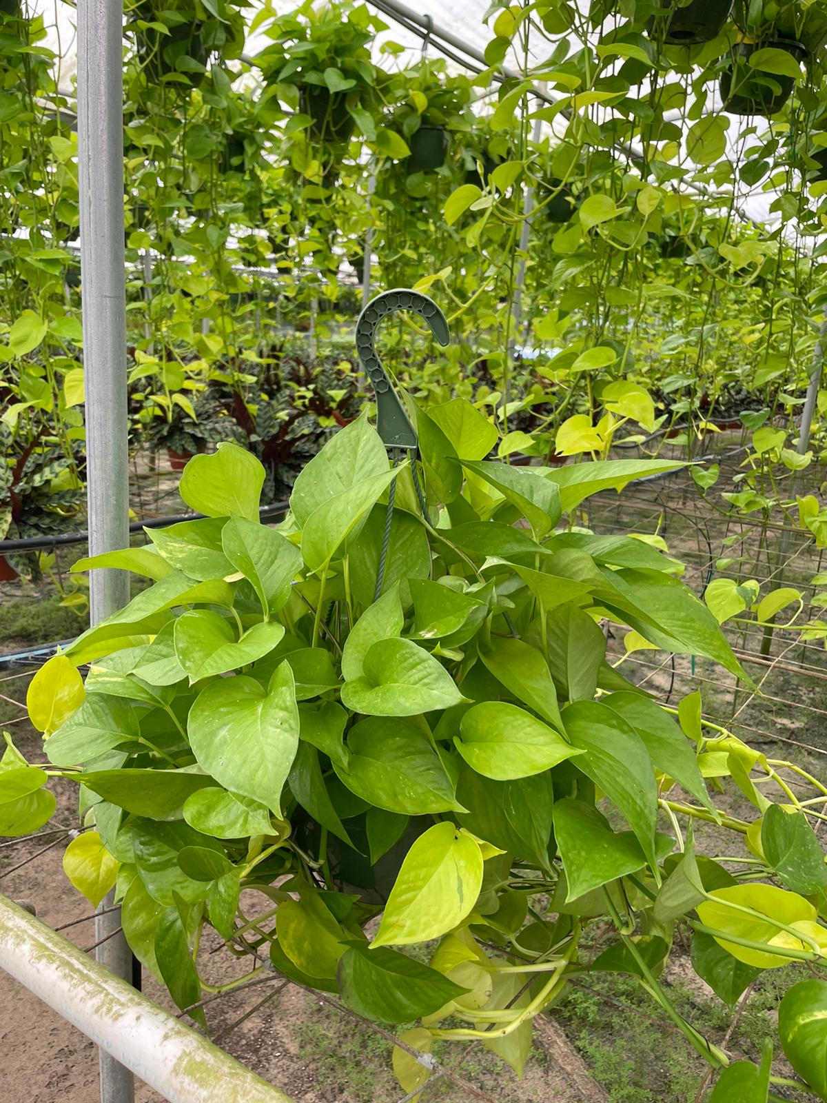 8'' Neon Pothos HB