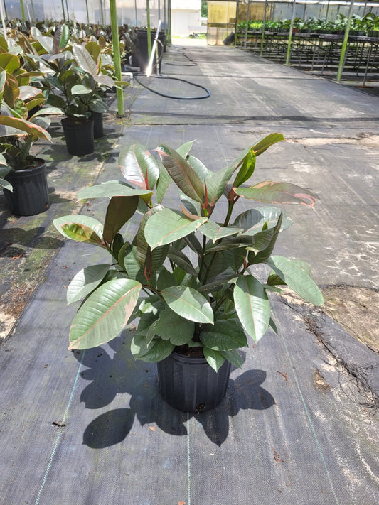 8'' Ficus Ruby