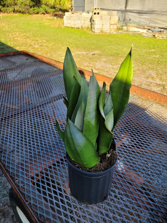 8'' Sansevieria Moonshine