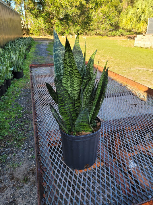 8'' Sansevieria Robusta