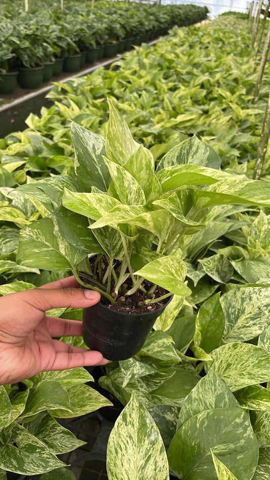 4" Pothos Marble Queen