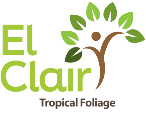 El Clair Foliage