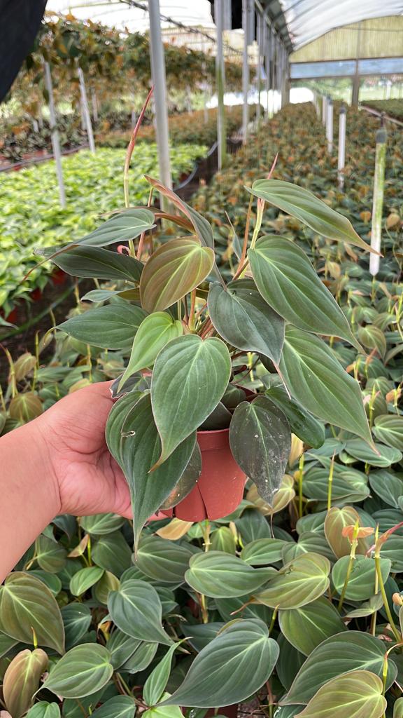 6" Philodendron Mican