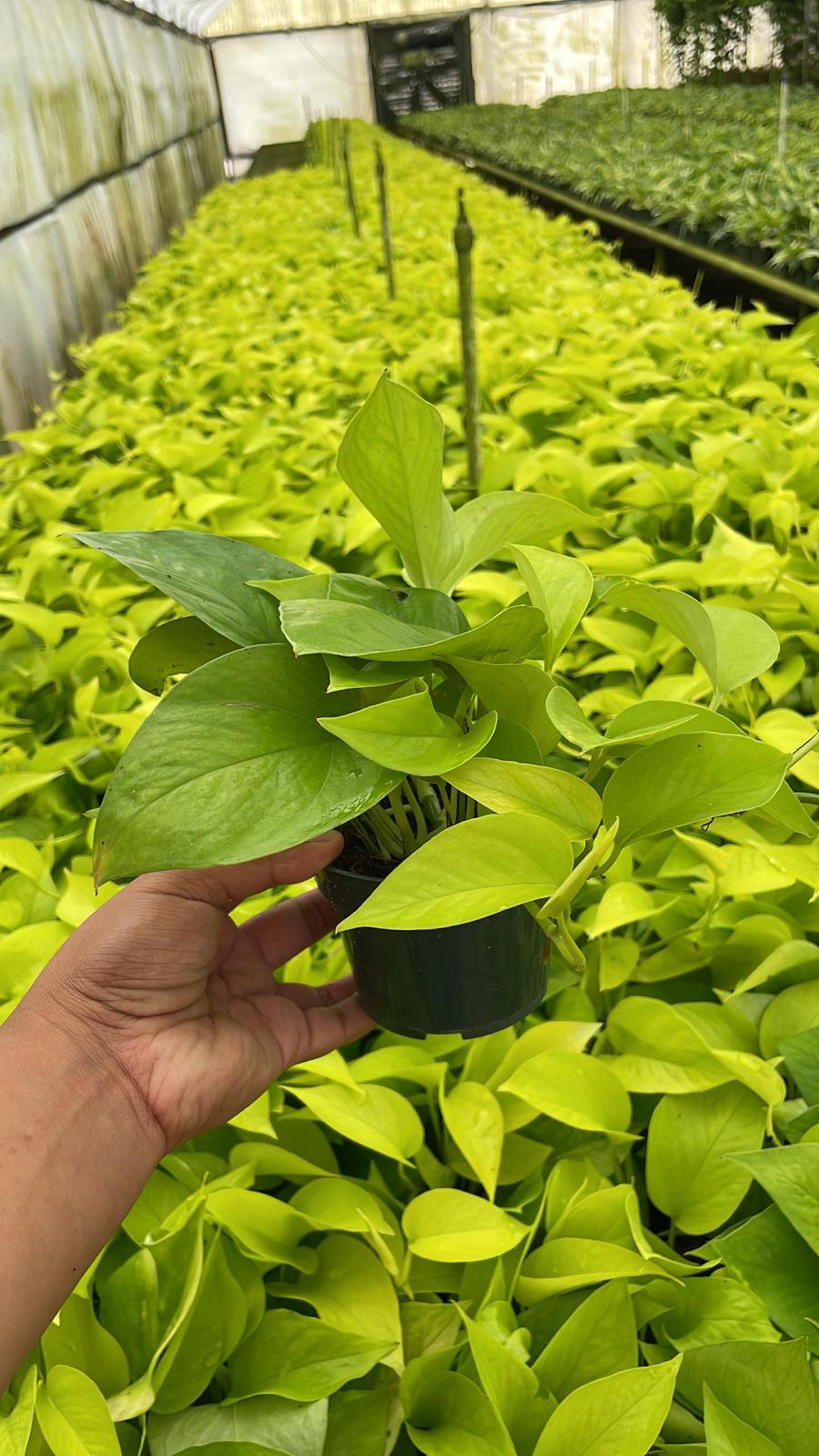 4” Neon Pothos