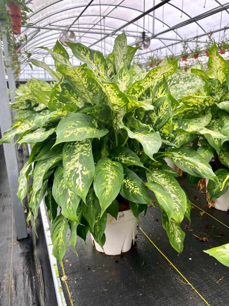 8" Dieffenbachia Compacta