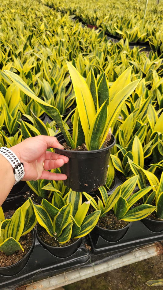 6" Sansevieria Gold Flame