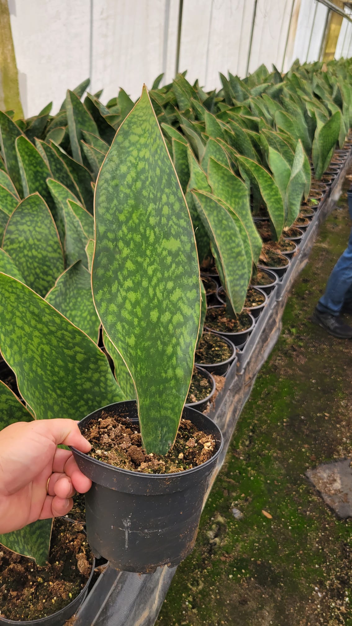 6" Sansevieria Whale Fin