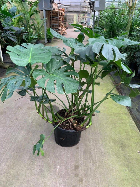 14" Monstera