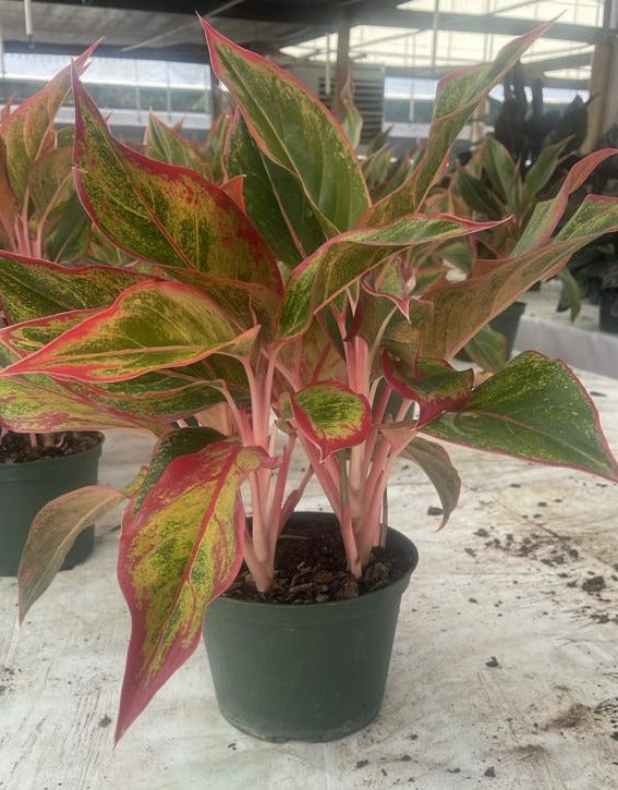 6" Aglaonema Siam Red