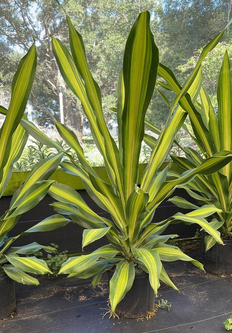 10'' Dracaena Giganta