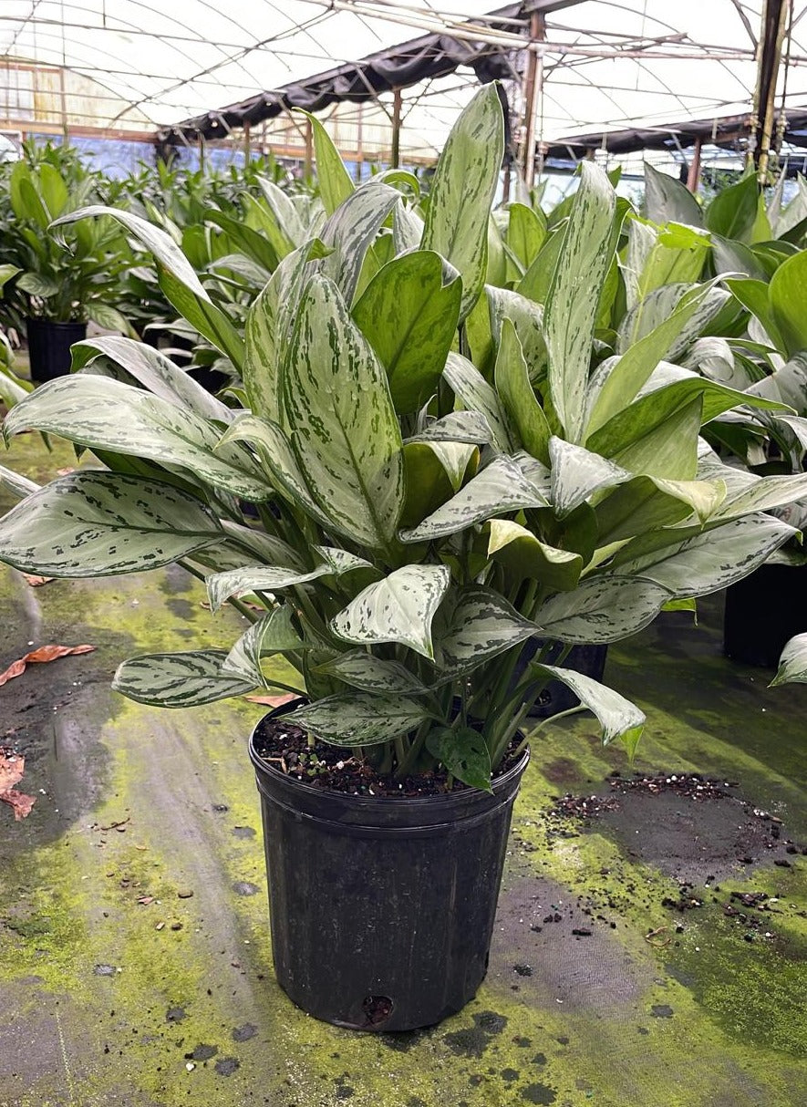 8" Aglaonema Silver Queen