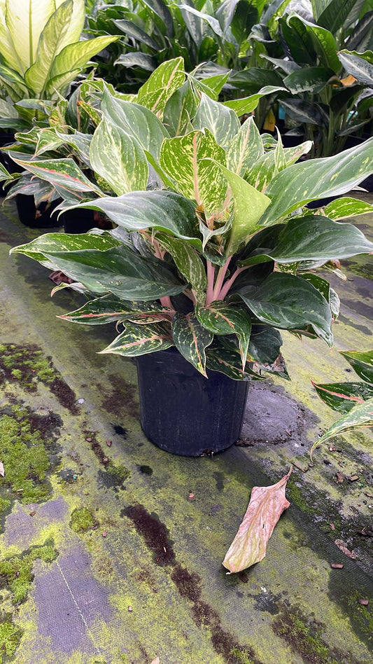 8" Aglaonema Pink