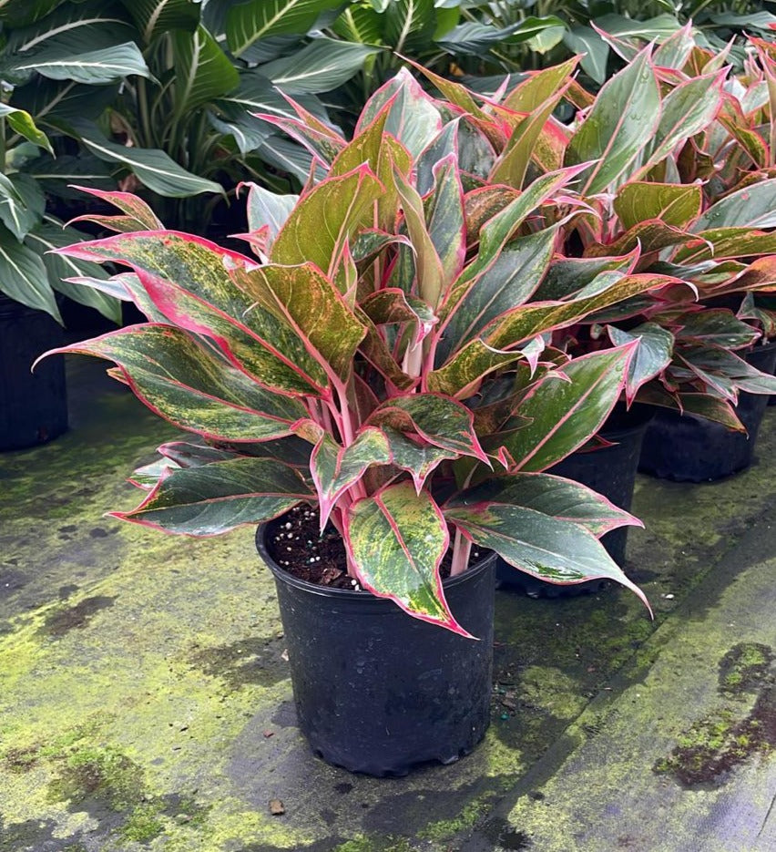 8" Aglaonema Red