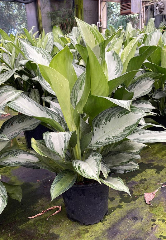 8" Aglaonema Silver Bay