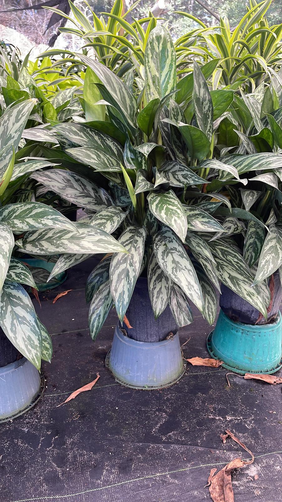 8" Aglaonema Maria