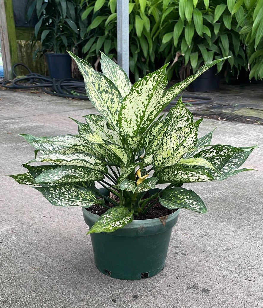 8" Aglaonema Spring Snow