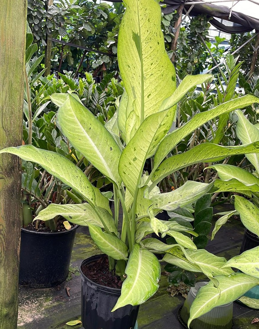 10" Dieffenbachia Camoflauge