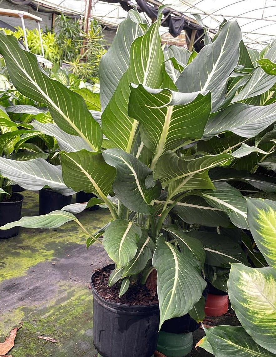 10" Dieffenbachia Sterling