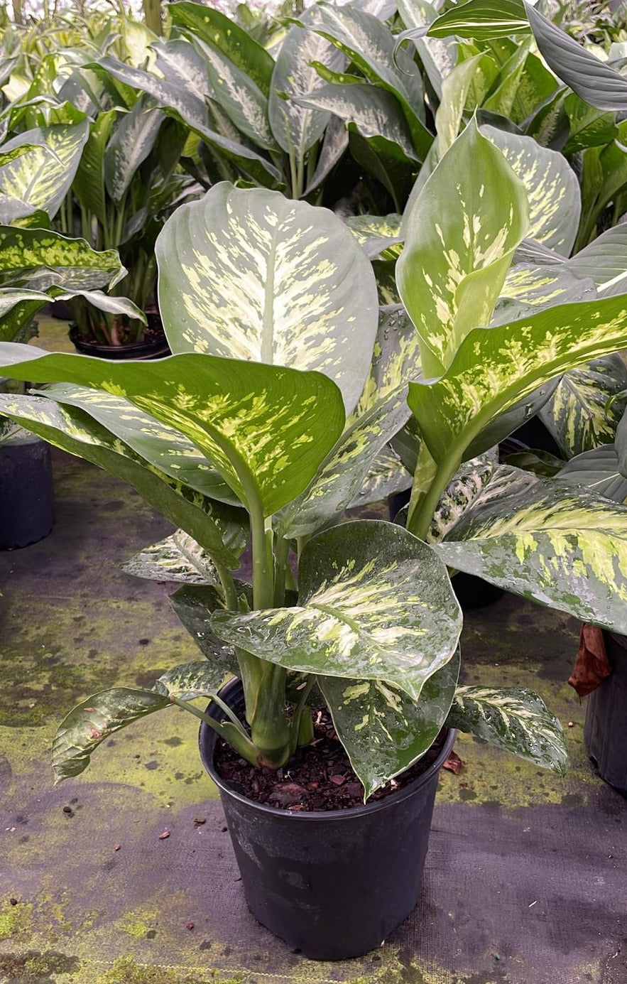 8 Dieffenbachia Tropic Snow El Clair Foliage 8 Dieffenbachia Tropic Snow El Clair Foliage