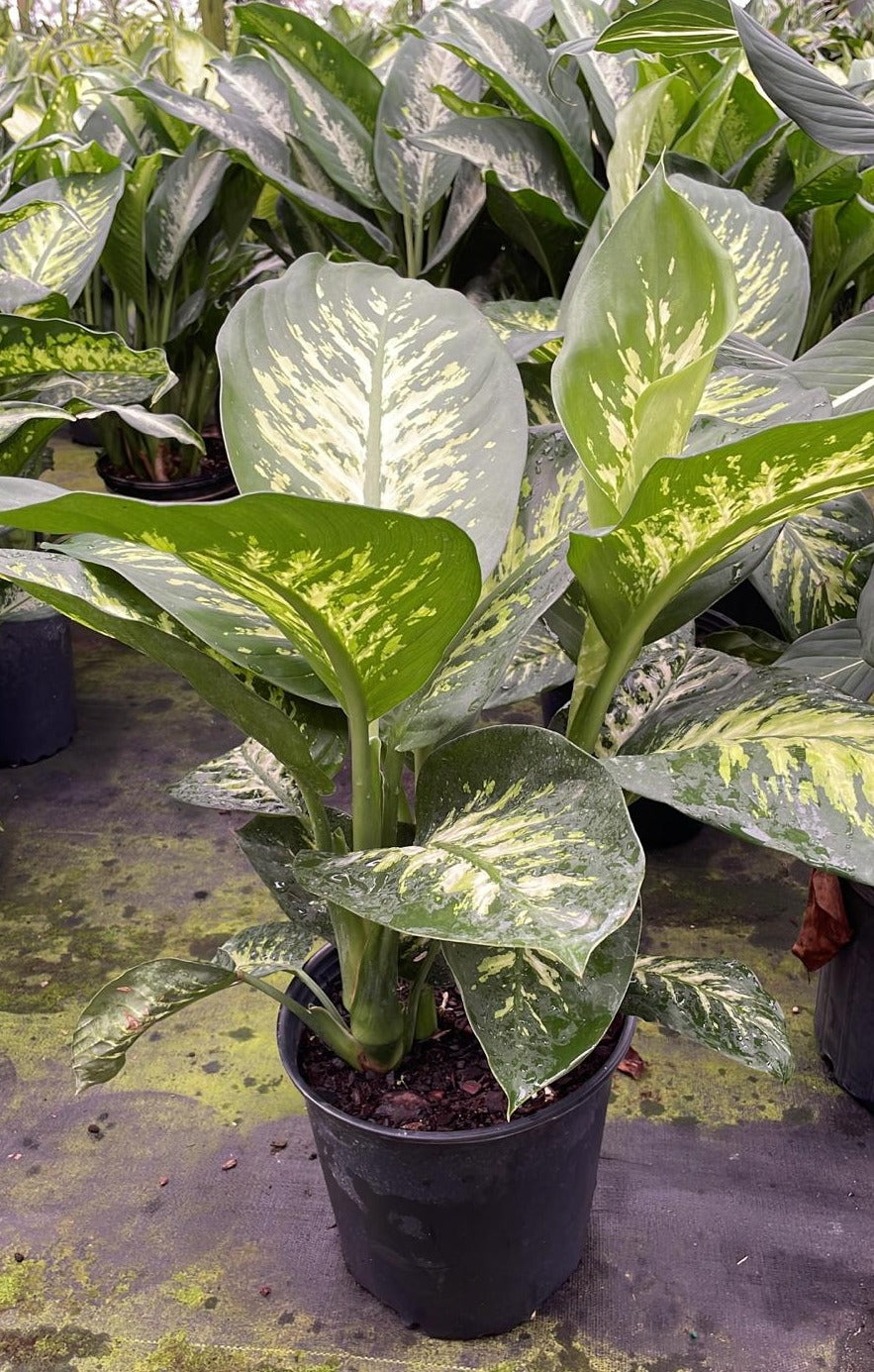 8" Dieffenbachia Tropic Snow