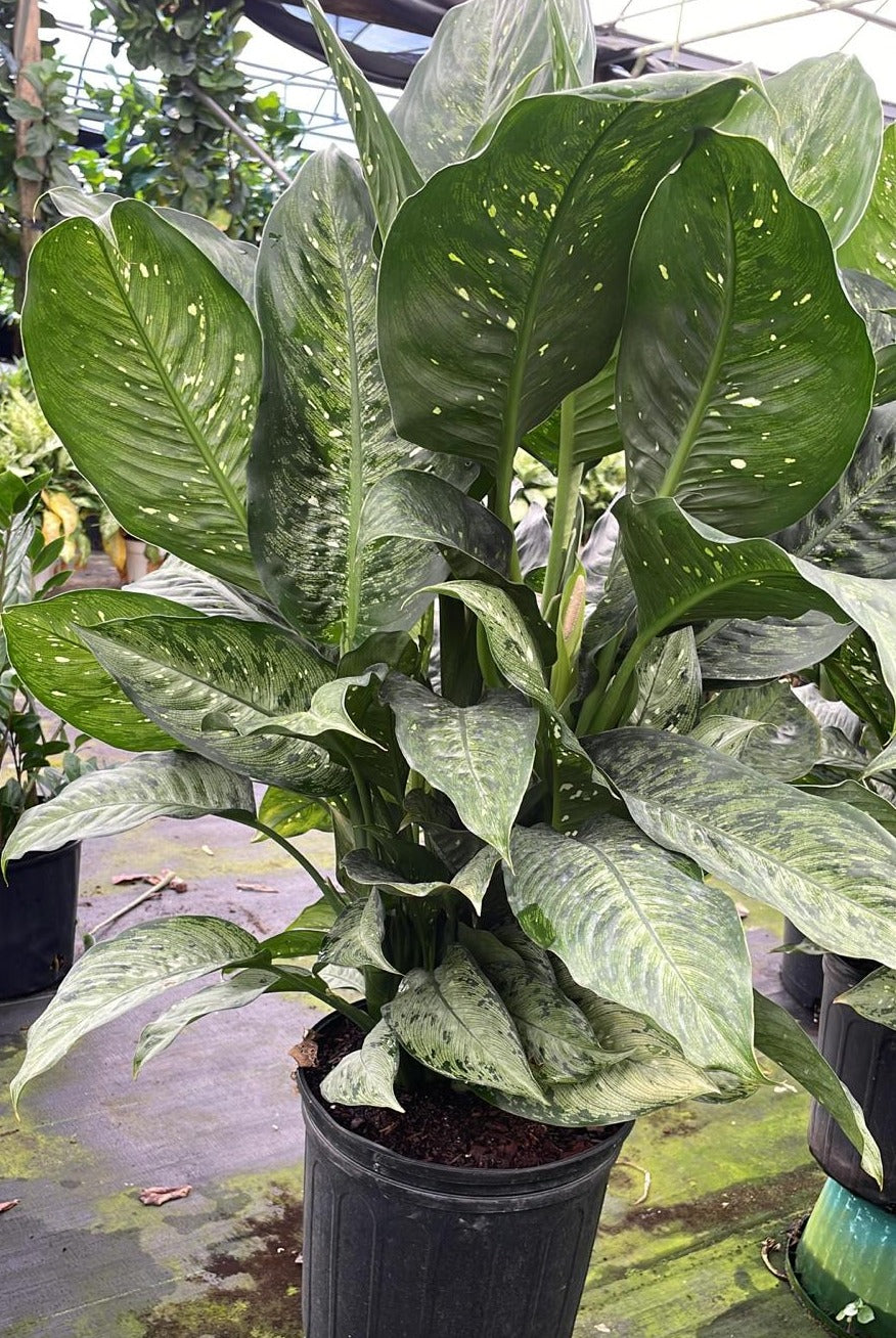 10" Dieffenbachia Memoria Corsii