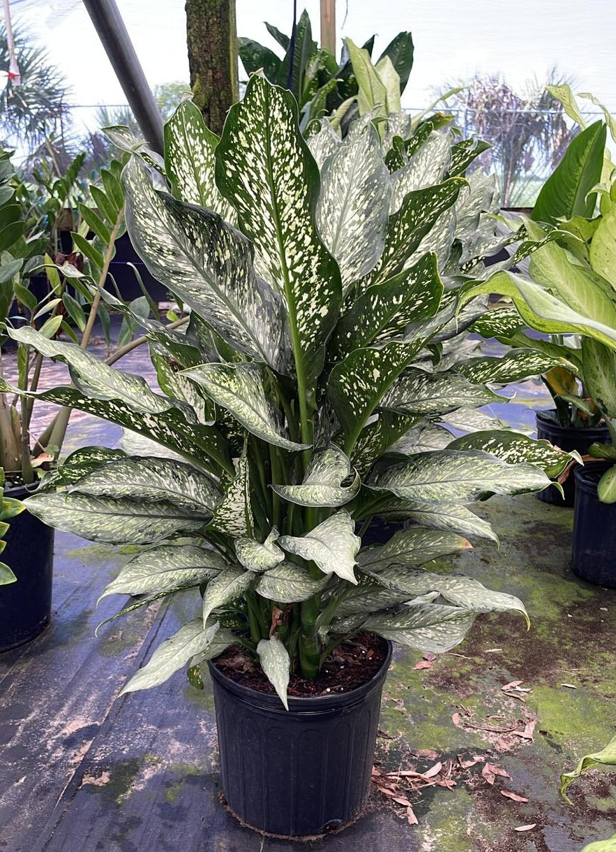 10" Dieffenbachia Tiki