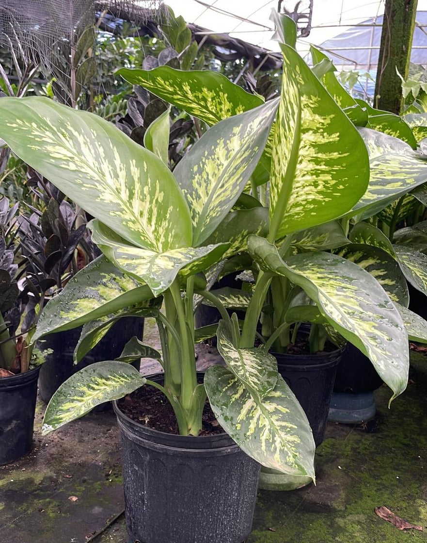 10" Dieffenbachia Tropic Snow