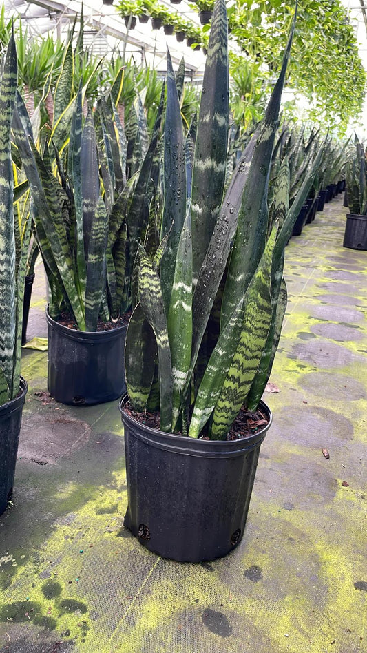 10" Sansevieria Black Coral