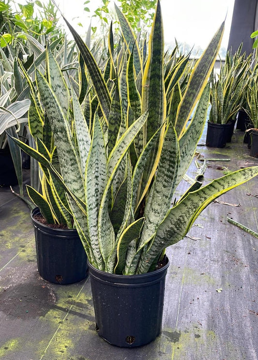 8" Sansevieria Laurentii