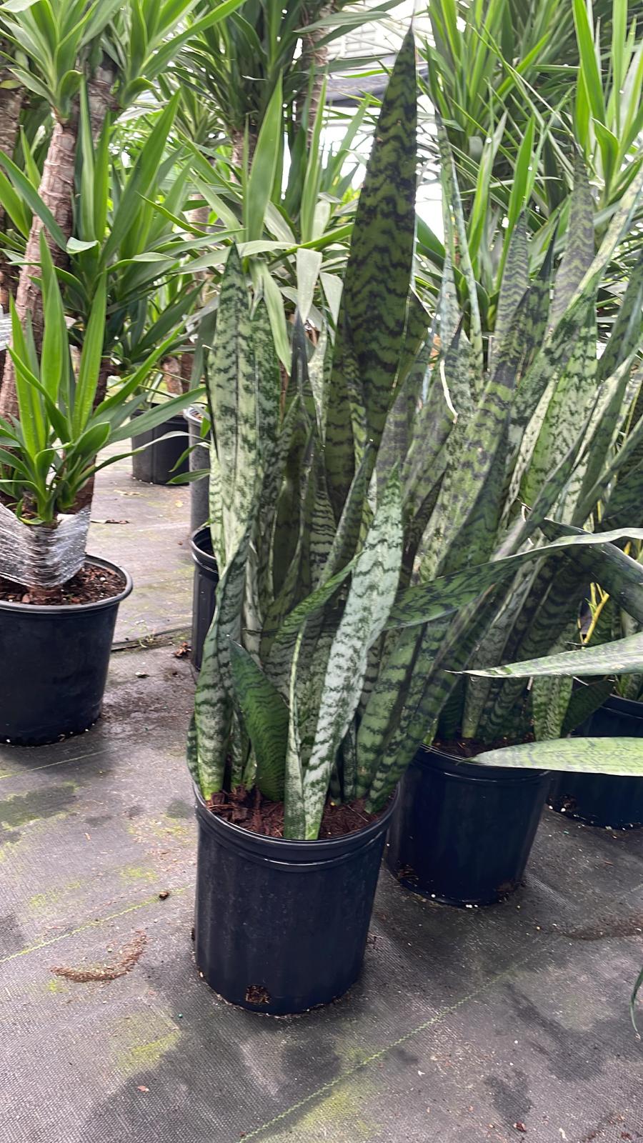 8" Sansevieria Zeylonica